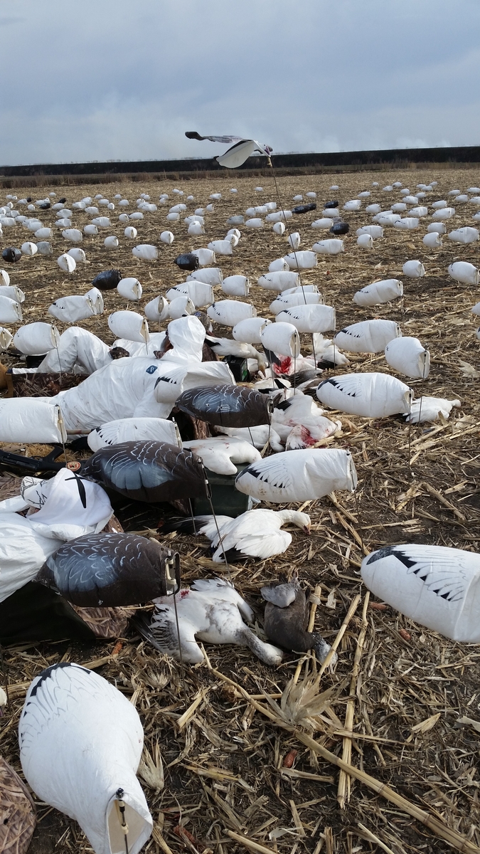 Missouri Snow Goose Hunting Photo